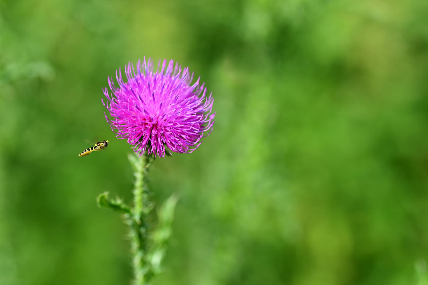 milk-thistle-and-cancer-what-you-need-to-know-before-using-it