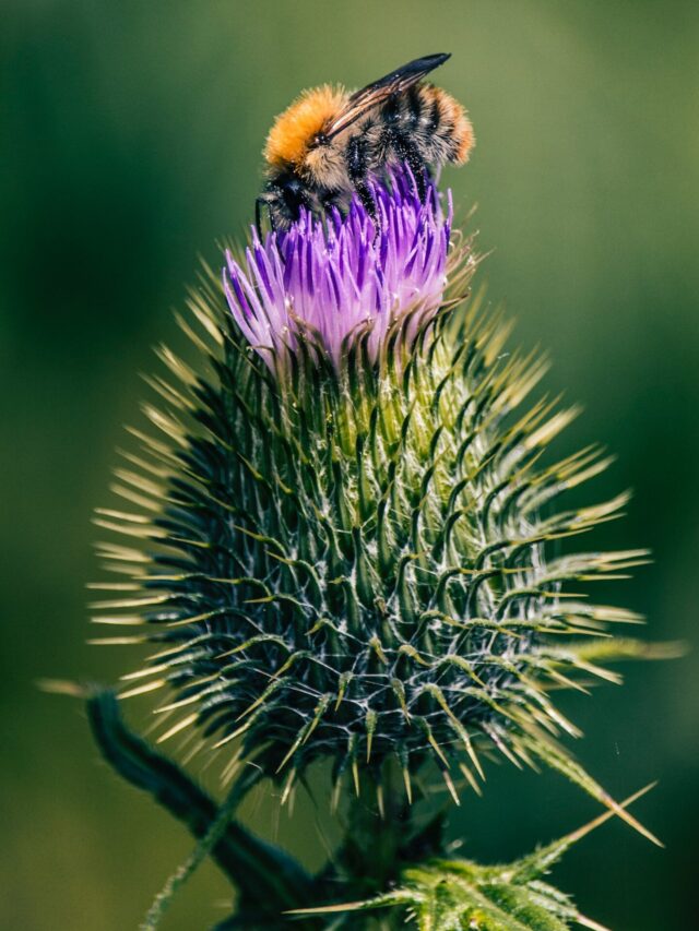 milk-thistle-cancer-warning-healthwealthworld