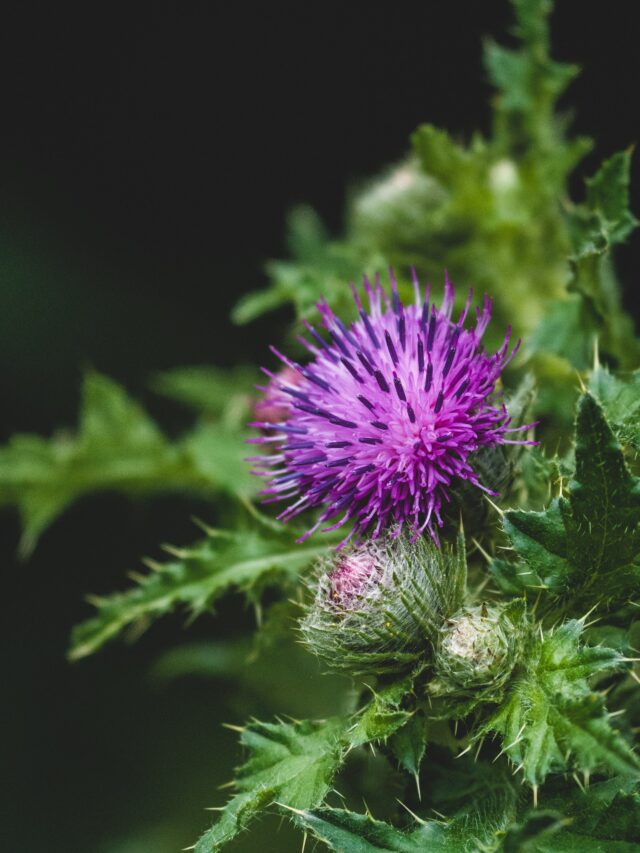 Milk Thistle Benefits And Side Effects HealthWealthWorld